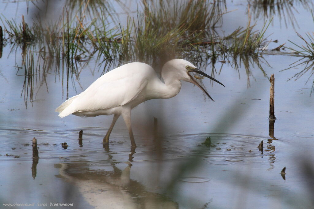 Little Egretadult, feeding habits