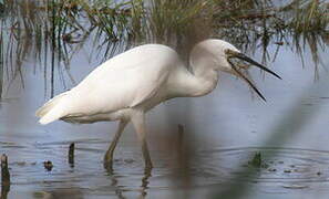 Little Egret