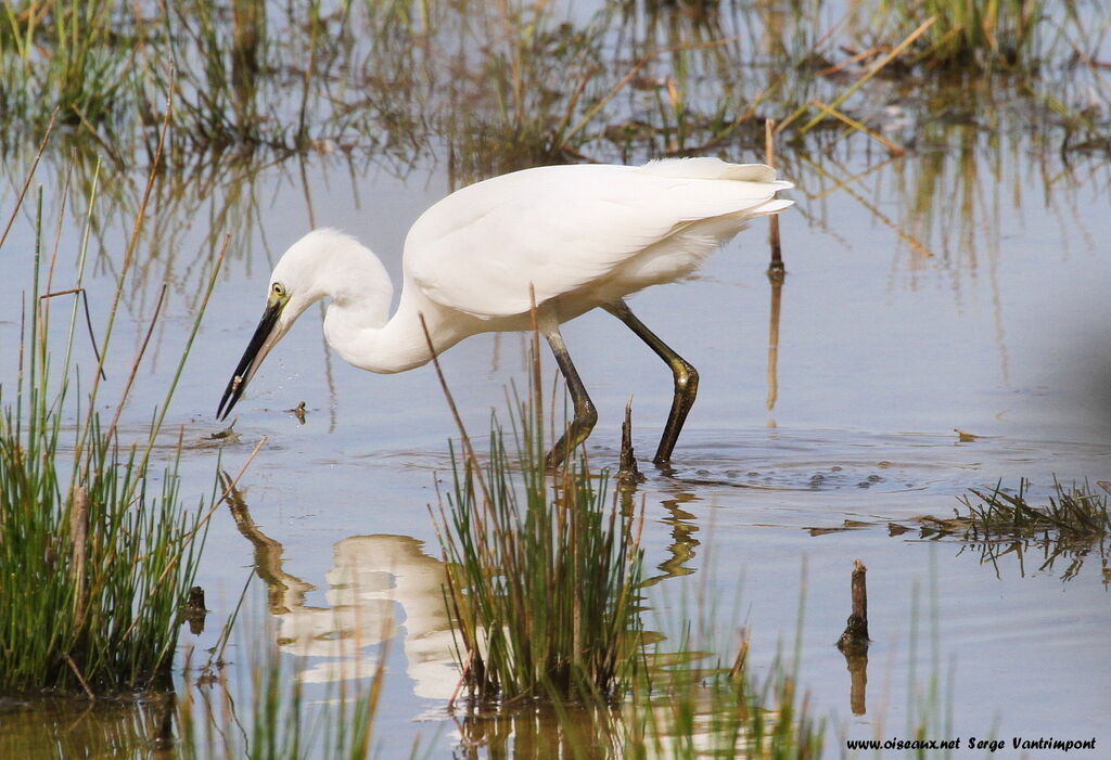 Aigrette garzetteadulte, régime