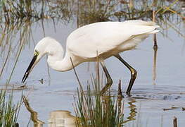 Little Egret