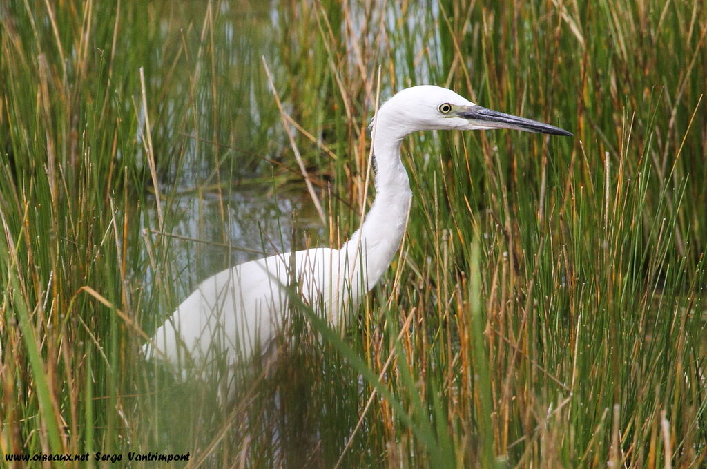 Aigrette garzetteadulte, Comportement