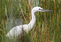 Little Egret