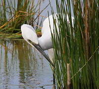 Little Egret