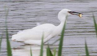 Little Egret