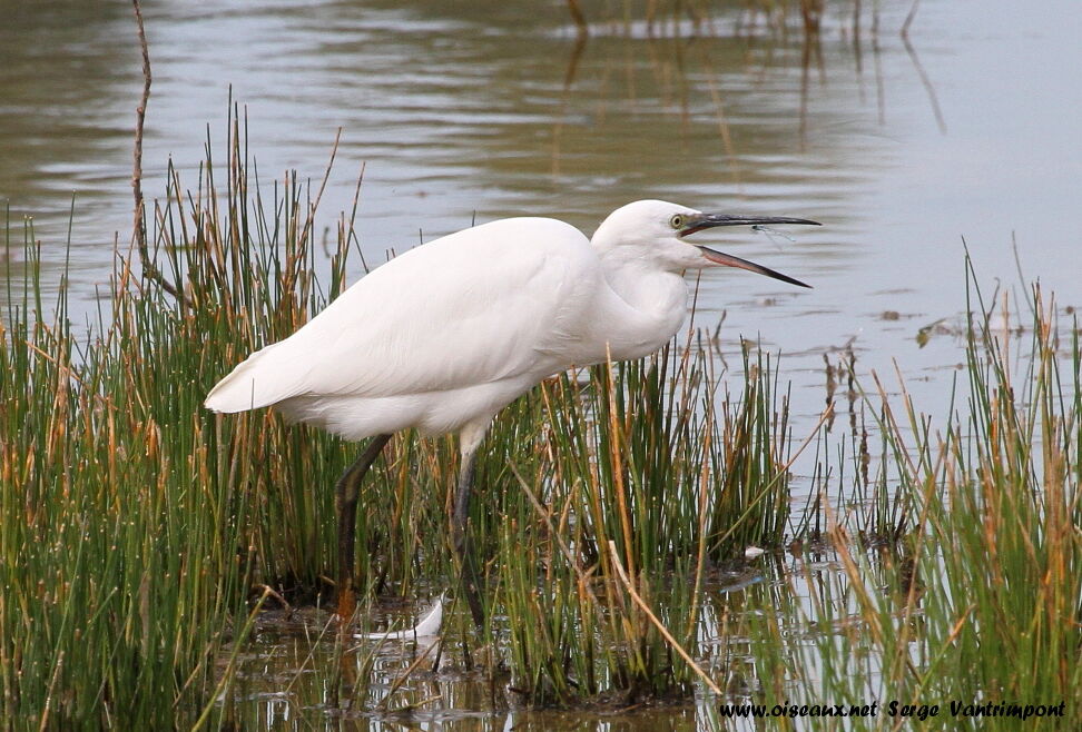 Little Egretadult, feeding habits