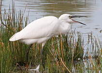 Aigrette garzette