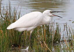 Little Egret