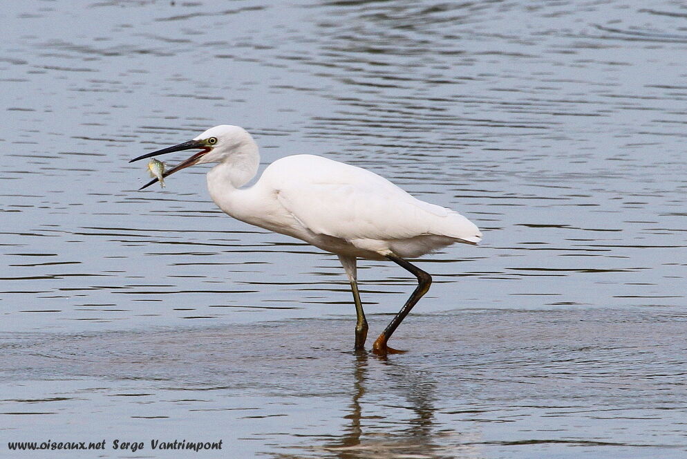 Aigrette garzetteadulte, régime