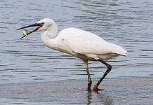 Aigrette garzette