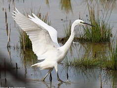 Little Egret