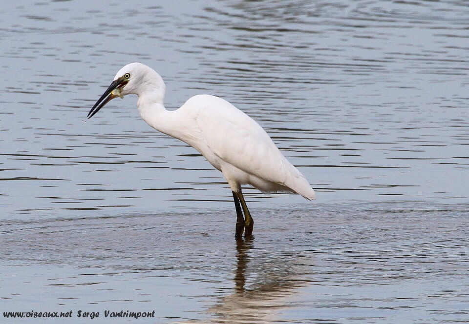 Little Egretadult, feeding habits