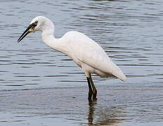 Little Egret