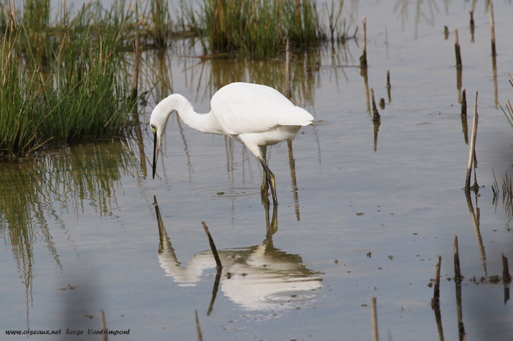 Little Egretadult, Behaviour