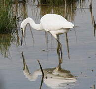 Aigrette garzette