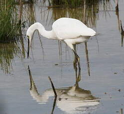 Aigrette garzette