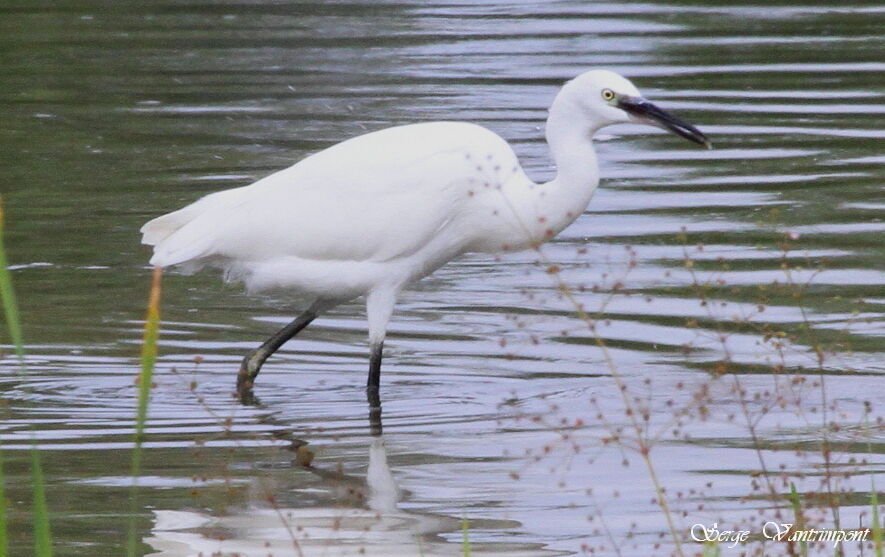 Little Egretadult, feeding habits, Behaviour