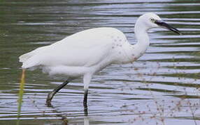 Aigrette garzette