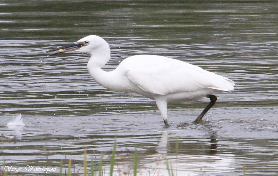 Little Egretadult, feeding habits