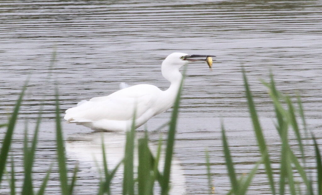 Aigrette garzetteadulte, régime