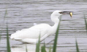 Aigrette garzette