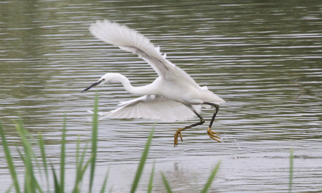 Aigrette garzetteadulte, Comportement