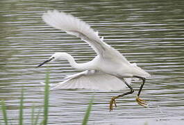 Aigrette garzette