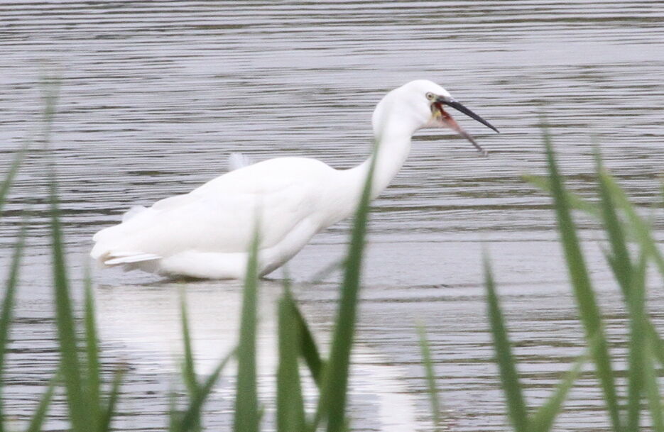 Aigrette garzetteadulte, régime, Comportement