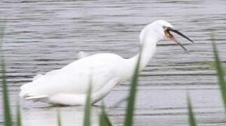 Aigrette garzette