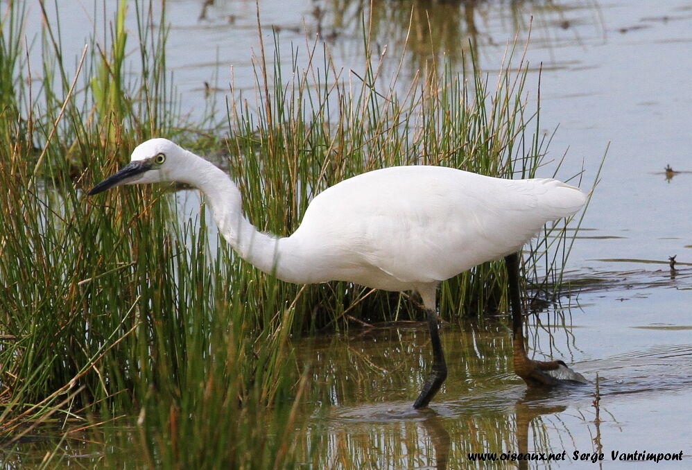 Aigrette garzetteadulte, Comportement