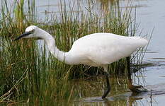 Aigrette garzette