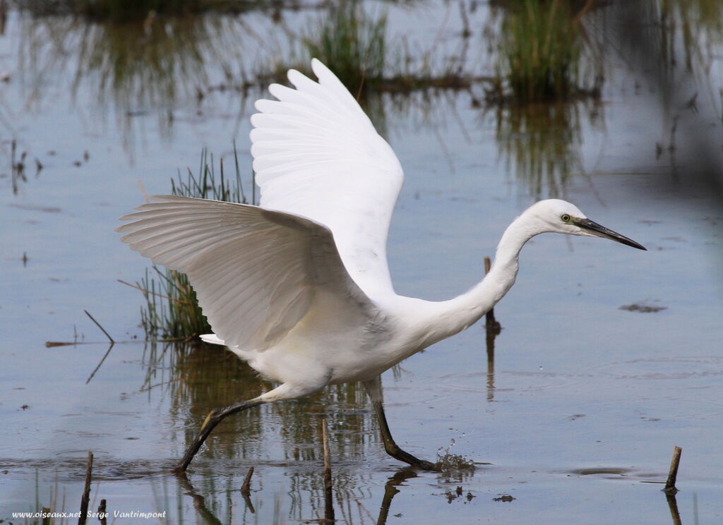 Aigrette garzetteadulte, Comportement