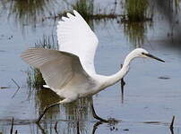 Aigrette garzette