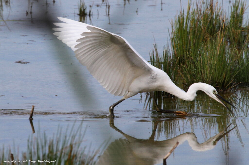 Aigrette garzetteadulte, Comportement