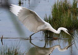 Little Egret