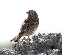 Eurasian Skylark