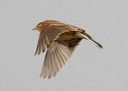 Eurasian Skylark