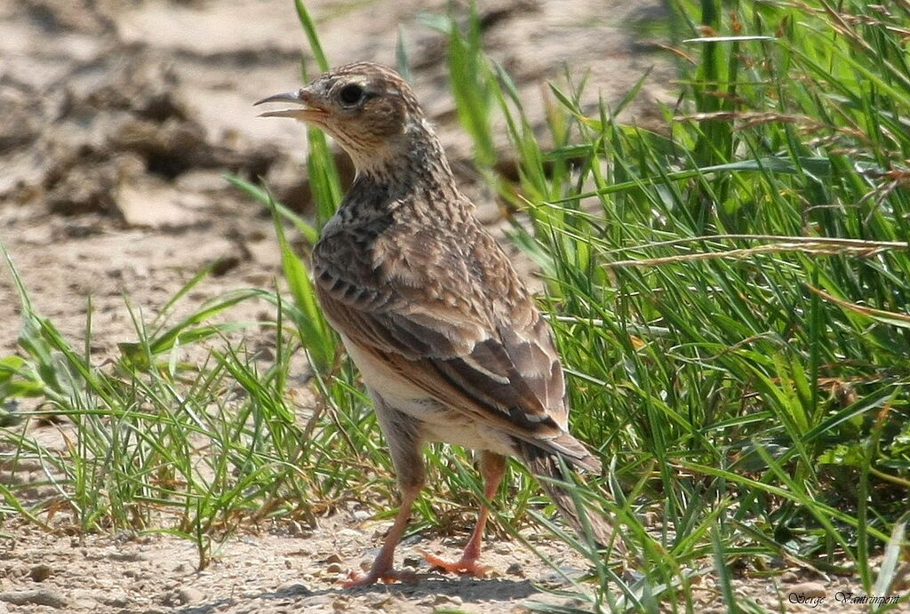 Eurasian Skylark, Behaviour