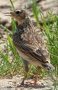 Eurasian Skylark