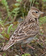 Eurasian Skylark