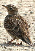 Eurasian Skylark