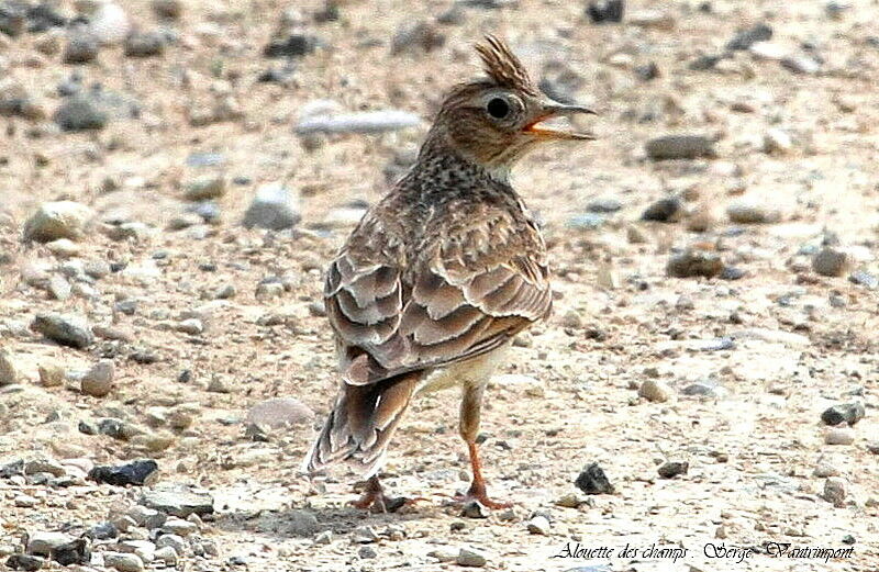 Eurasian Skylark, Behaviour