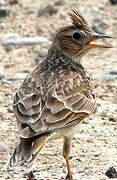 Eurasian Skylark