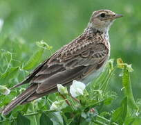 Eurasian Skylark