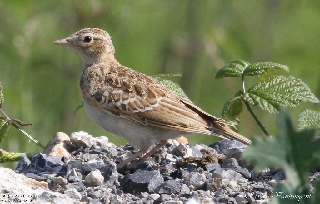 Alouette des champsjuvénile, identification