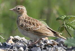 Eurasian Skylark