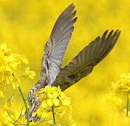 Eurasian Skylark