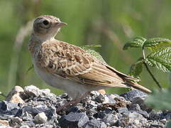 Eurasian Skylark