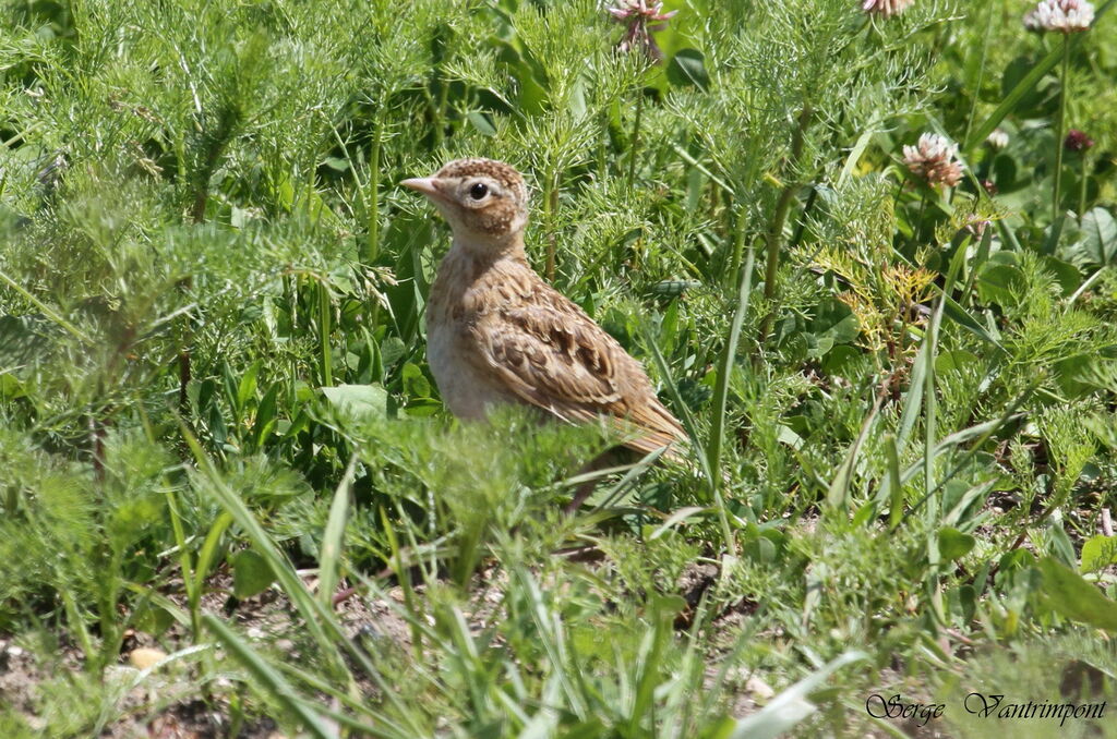 Eurasian Skylarkjuvenile, Behaviour