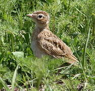 Eurasian Skylark