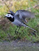 White Wagtail